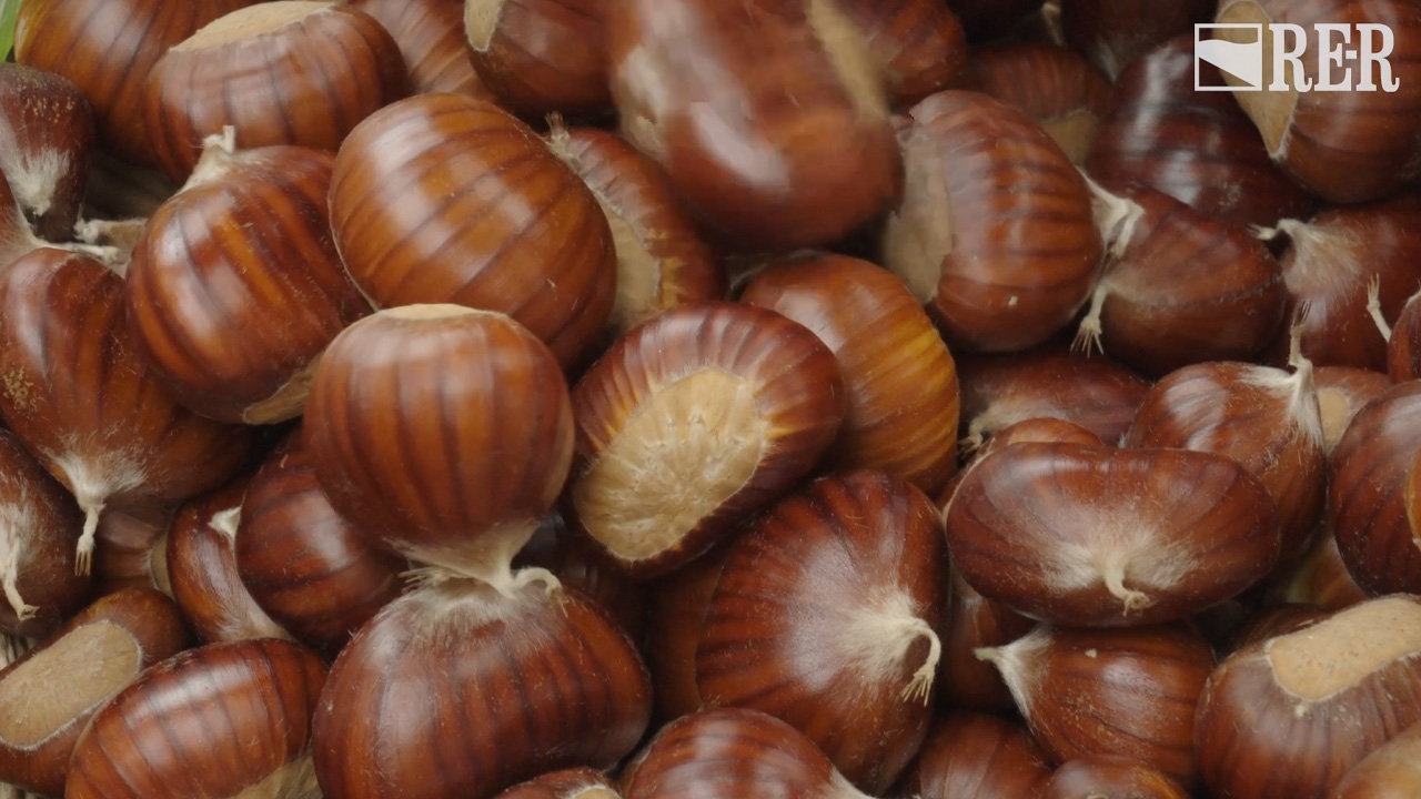 In buone mani - Marrone di Castel del Rio - immagine