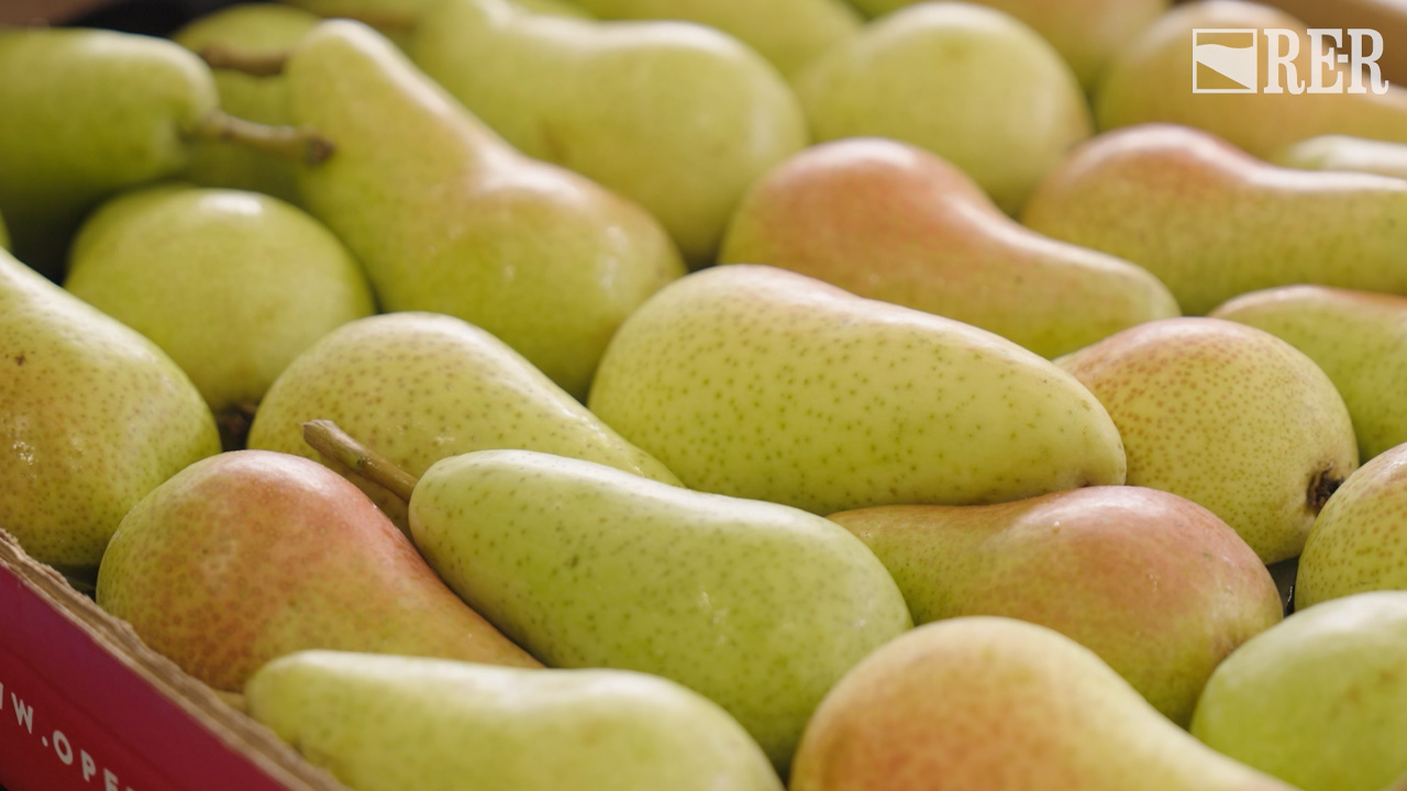 In buone mani - Pera dell'Emilia-Romagna - immagine