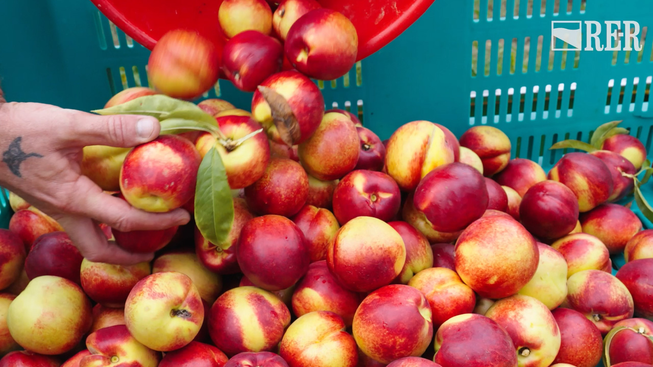 In buone mani - Pesca e Nettarina di Romagna - immagine