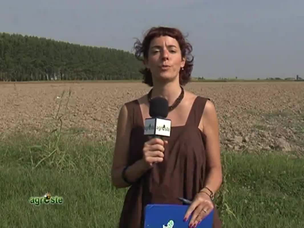 AgresteTV La trasmissione dell'agricoltura ferrarese - immagine