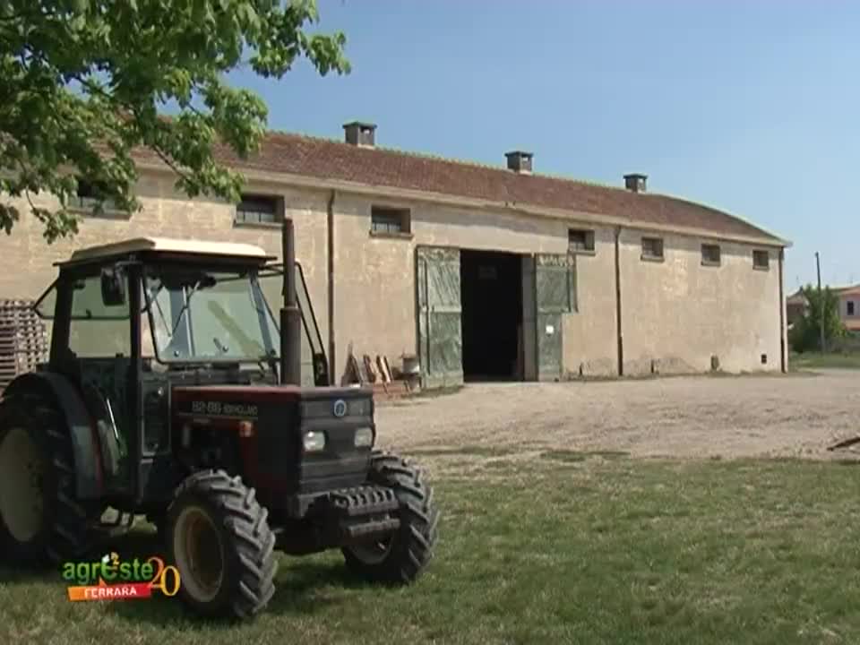 AgresteTV La trasmissione dell'agricoltura ferrarese - immagine