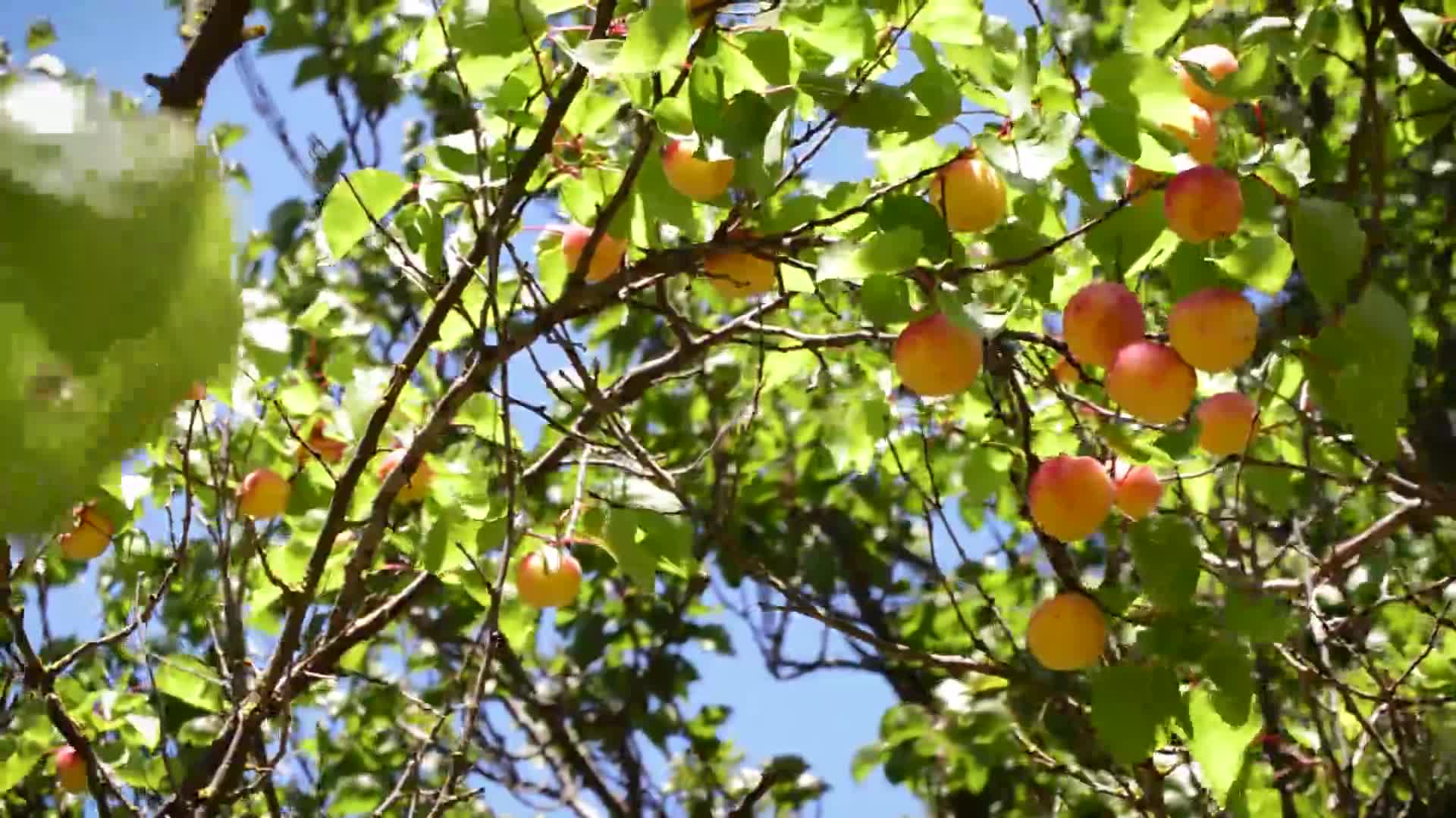 Video Psr Buone Prassi | Progetto CRPV per la frutticoltura - immagine di copertina