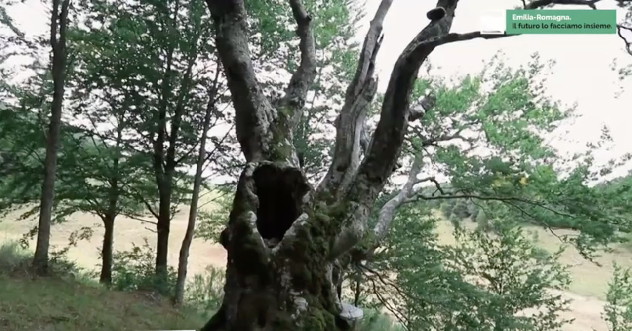 I grandi Faggi di Pratignana | Gli alberi monumentali - immagine di copertina