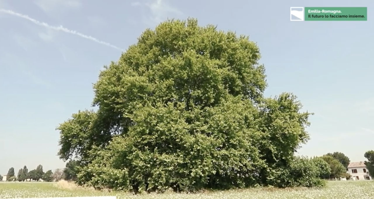 Il platano di Carpinello | Gli alberi monumentali della Regione Emilia-Romagna - immagine