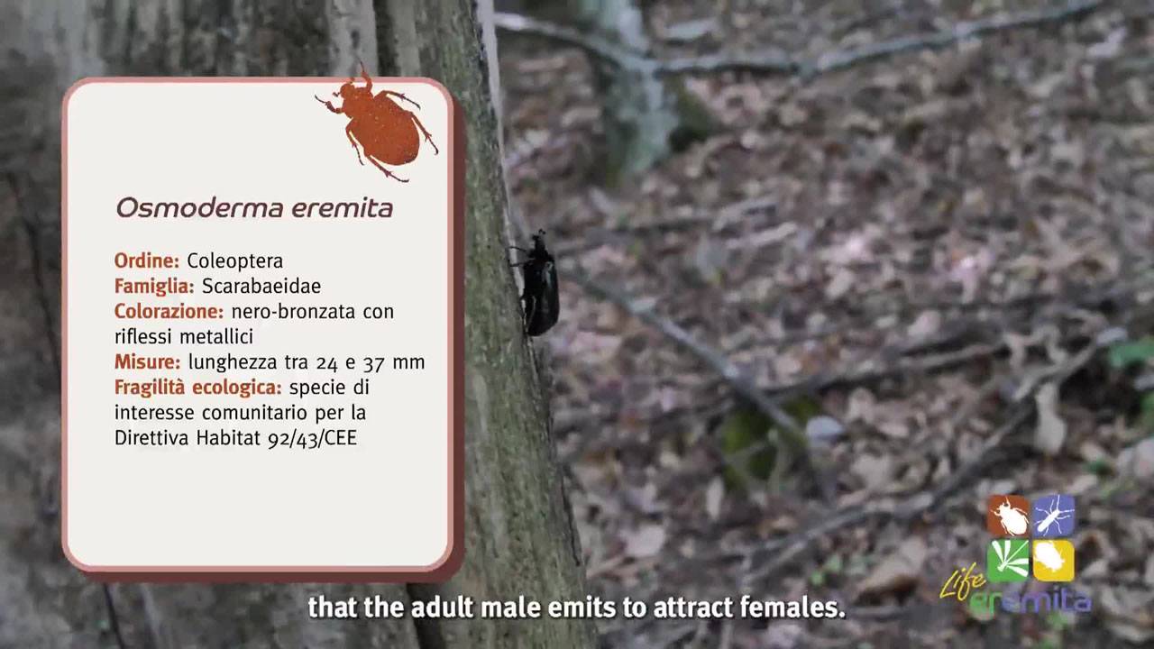 Progetto Life Eremita - Osmoderma eremita (Scarabeo eremita odoroso) - immagine